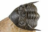 Chocolate-Brown Metacanthina Trilobite - Lghaft, Morocco #381460-1